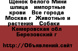 Щенок белого Мини шпица , импортные крови - Все города, Москва г. Животные и растения » Собаки   . Кемеровская обл.,Березовский г.